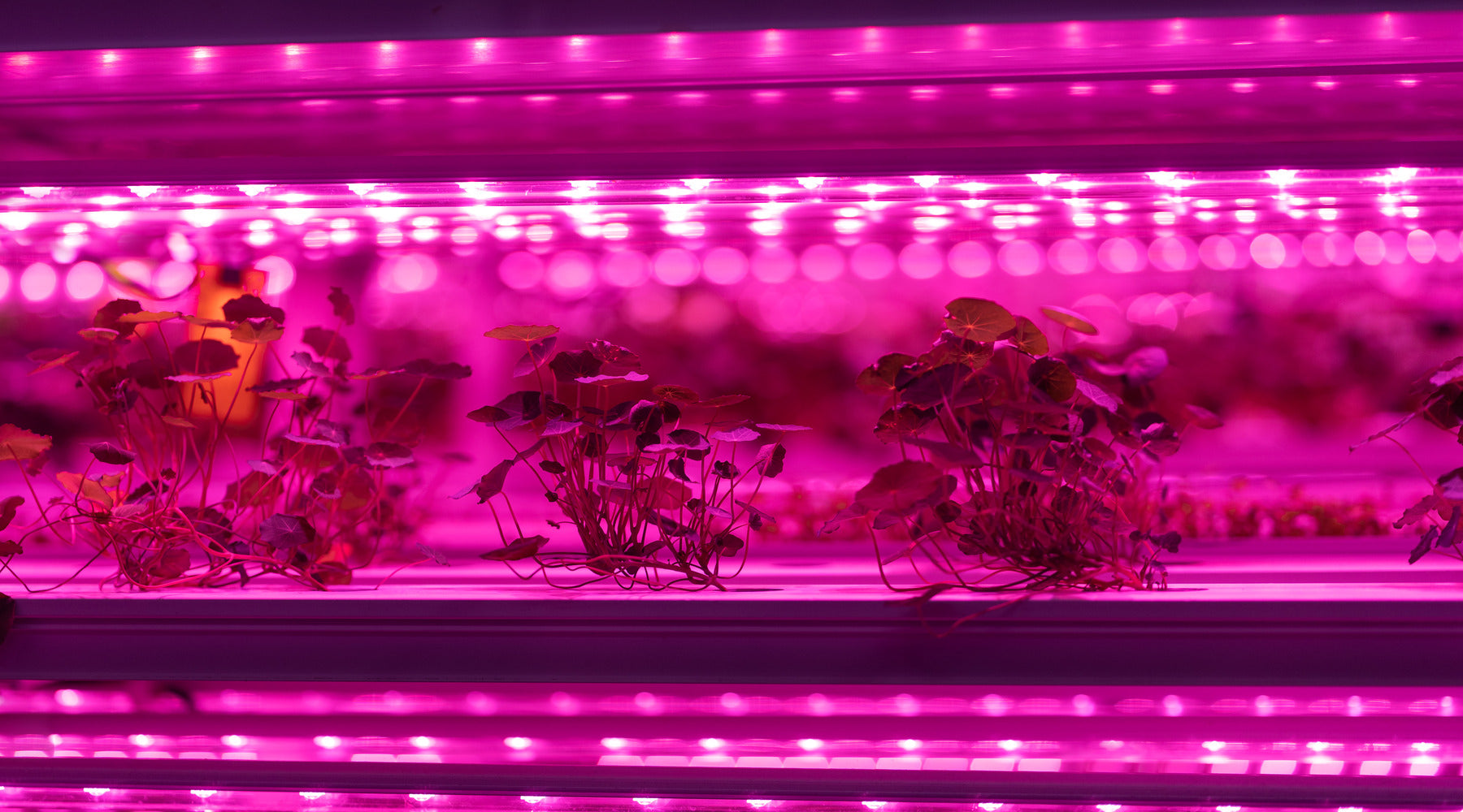 Eco indoor organic garden shown underneath LED grow lights
