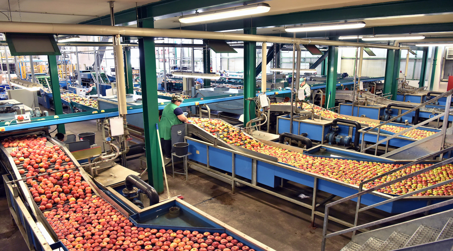 Food processing lighting installed in food factory with harvested apples