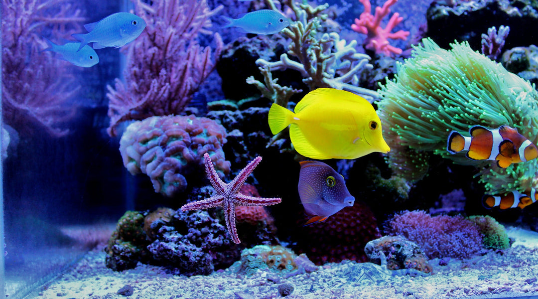 Stars and Stripes Lighting's Aquarium Lighting Collection
