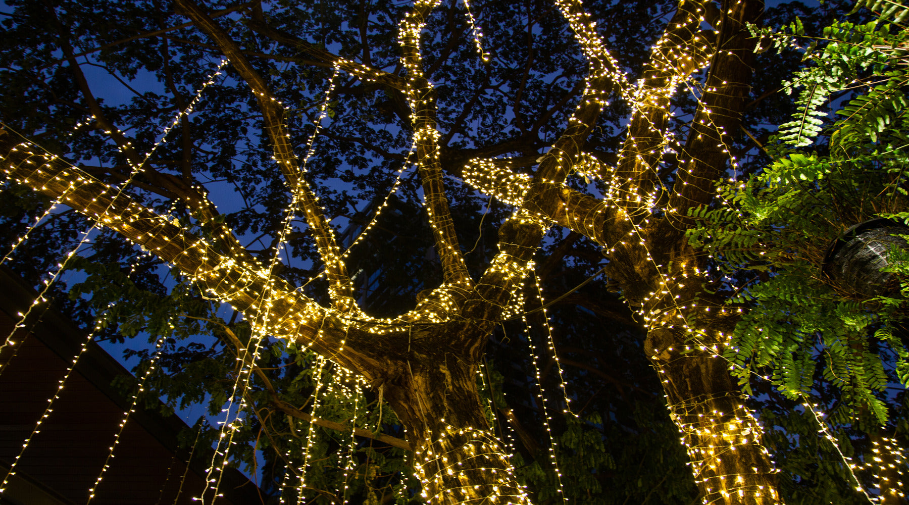 C9 LED bulbs used in cable of string lights on tree in the garden at night time